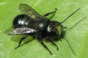 male mason bee