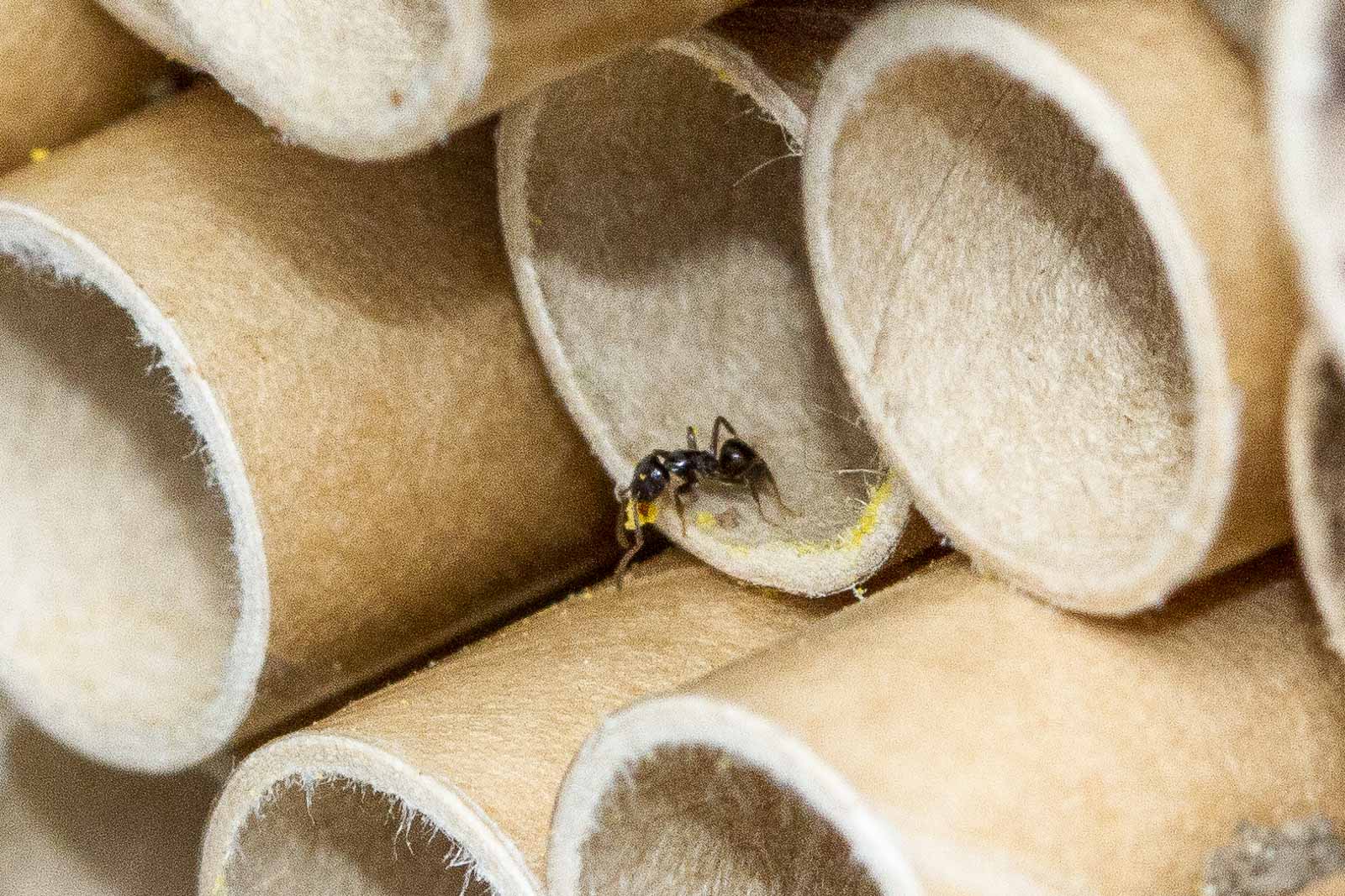 Sugar ant raiding pollen from a mason bee house, photo courtesy Jay Thompson