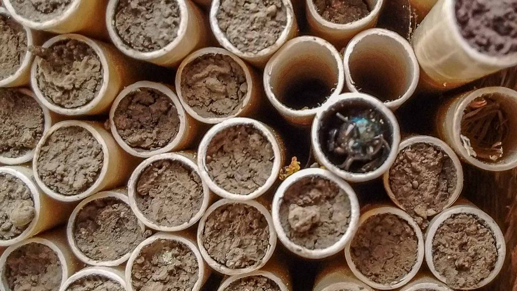 It's early June, and the mason bee season is winding down. Now's the time to see if your nesting tubes are ready to be protected from parasites for the months ahead.